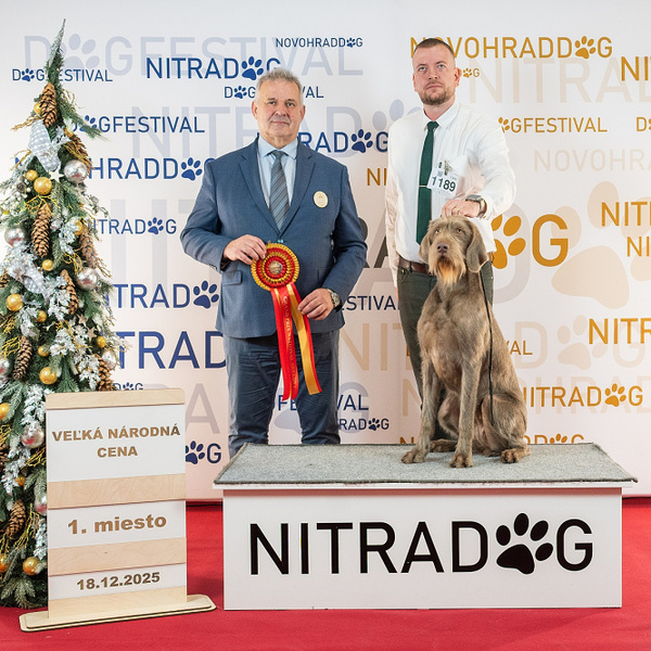 nitracacib-slovenský-hrubosrstý-stavač2